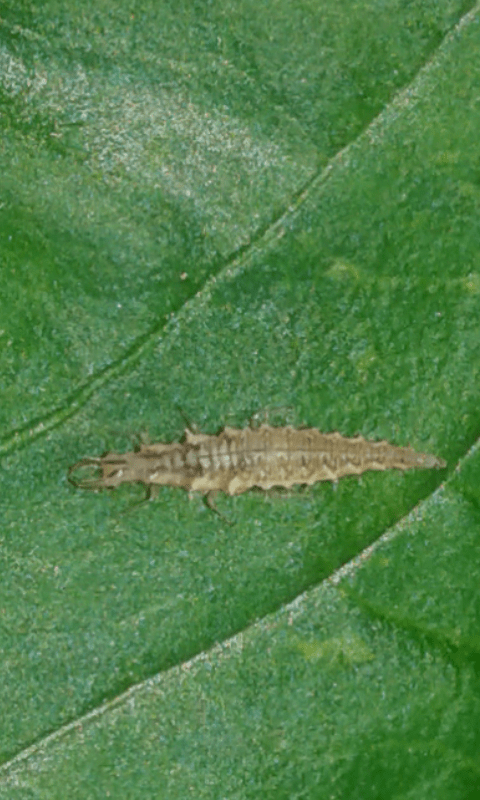 Larva di Chrysopidae?